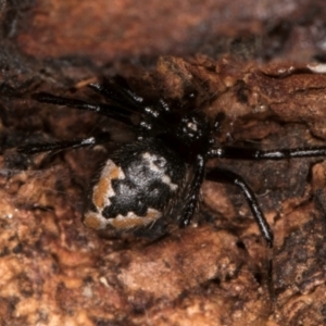 Euryopis splendens at Belconnen, ACT - 13 Aug 2024