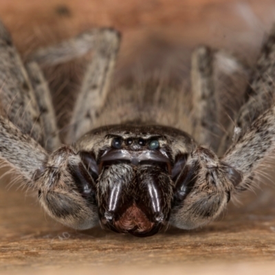 Isopeda canberrana (Canberra Huntsman Spider) at Belconnen, ACT - 13 Aug 2024 by kasiaaus