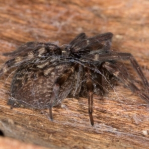 Badumna longinqua at Belconnen, ACT - 13 Aug 2024 03:00 PM