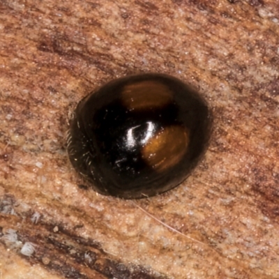 Unidentified Lady beetle (Coccinellidae) at Belconnen, ACT - 13 Aug 2024 by kasiaaus