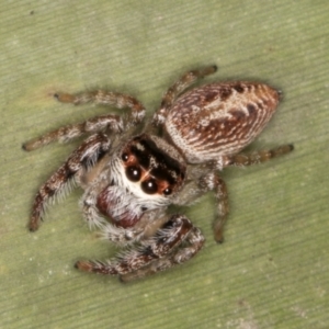 Opisthoncus grassator at Belconnen, ACT - 13 Aug 2024