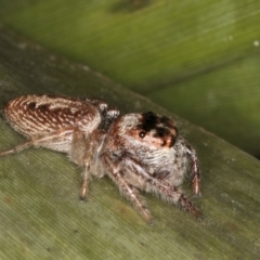 Opisthoncus grassator at Belconnen, ACT - 13 Aug 2024