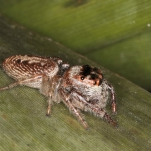 Opisthoncus grassator at Belconnen, ACT - 13 Aug 2024