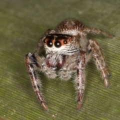 Opisthoncus grassator at Belconnen, ACT - 13 Aug 2024