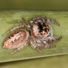 Opisthoncus grassator at Belconnen, ACT - 13 Aug 2024