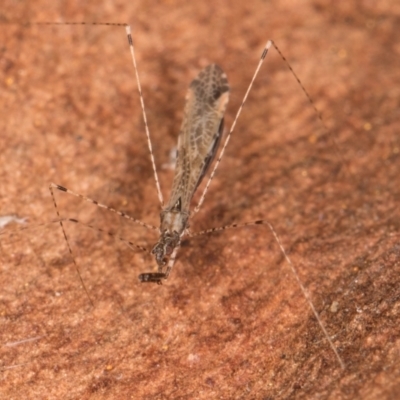 Empicoris sp. (genus) (Thread-legged assassin bug) at Belconnen, ACT - 13 Aug 2024 by kasiaaus