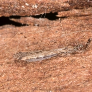 Empicoris sp. (genus) at Belconnen, ACT - 13 Aug 2024