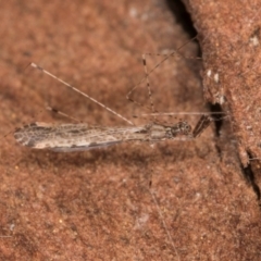 Empicoris sp. (genus) at Belconnen, ACT - 13 Aug 2024 03:15 PM