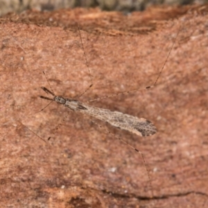 Empicoris sp. (genus) at Belconnen, ACT - 13 Aug 2024