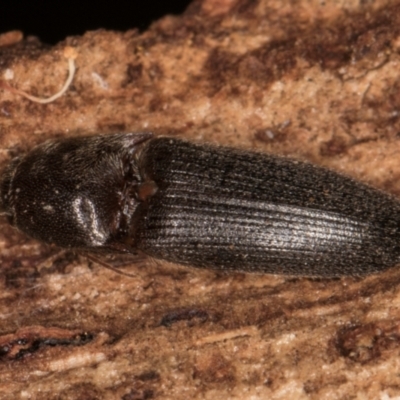 Elateridae (family) (Unidentified click beetle) at Belconnen, ACT - 13 Aug 2024 by kasiaaus