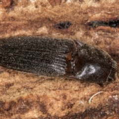 Elateridae (family) at Belconnen, ACT - 13 Aug 2024 03:23 PM