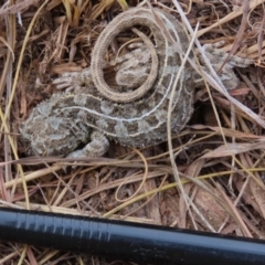 Tympanocryptis osbornei (Monaro Grassland Earless Dragon) at Dry Plain, NSW - 10 Aug 2024 by AndyRoo