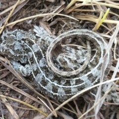 Tympanocryptis osbornei at Dry Plain, NSW - suppressed