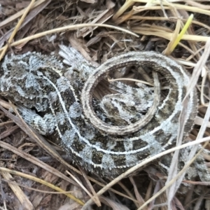 Tympanocryptis osbornei at Dry Plain, NSW - suppressed