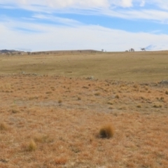 Tympanocryptis osbornei at Dry Plain, NSW - suppressed