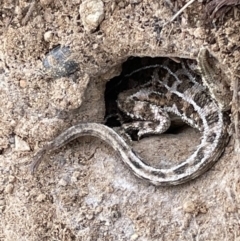 Tympanocryptis osbornei (Monaro Grassland Earless Dragon) at Dry Plain, NSW - 10 Aug 2024 by AndyRoo