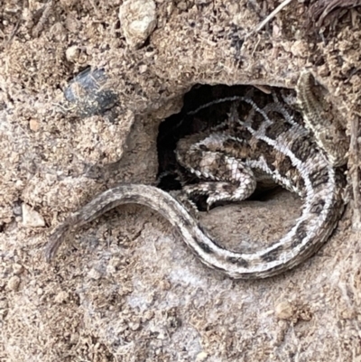 Tympanocryptis osbornei (Monaro Grassland Earless Dragon) at Dry Plain, NSW - 10 Aug 2024 by AndyRoo