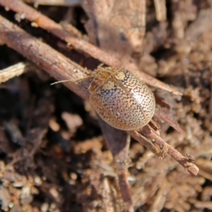 Paropsisterna laesa species complex (Laesa leaf beetle) at Higgins, ACT - 13 Aug 2024 by MichaelWenke