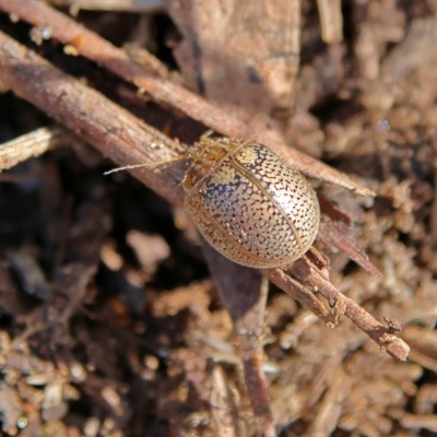 Paropsisterna laesa species complex (Laesa leaf beetle) at Higgins, ACT - 13 Aug 2024 by Trevor