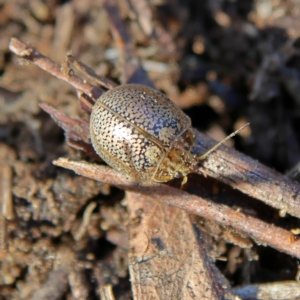 Paropsisterna laesa species complex at Higgins, ACT - 13 Aug 2024