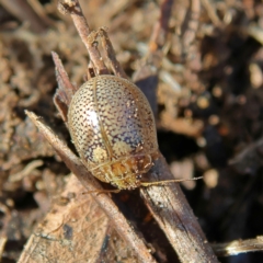 Paropsisterna laesa species complex at Higgins, ACT - 13 Aug 2024 02:23 PM