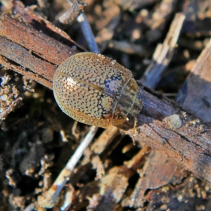 Paropsisterna laesa species complex at Higgins, ACT - 13 Aug 2024