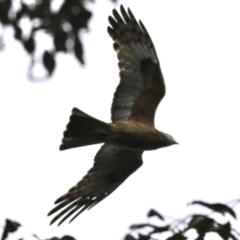 Lophoictinia isura (Square-tailed Kite) at Pillar Valley, NSW - 13 Aug 2024 by JennieWren