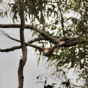 Lophoictinia isura at Pillar Valley, NSW - suppressed