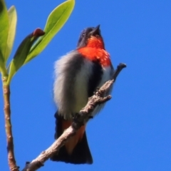 Dicaeum hirundinaceum (Mistletoebird) at South Mission Beach, QLD - 13 Aug 2024 by lbradley