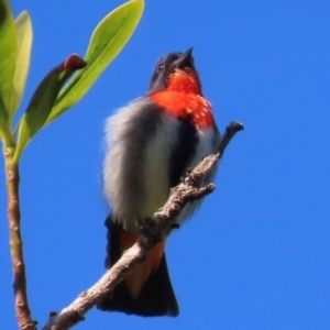Dicaeum hirundinaceum at South Mission Beach, QLD - 14 Aug 2024 08:32 AM