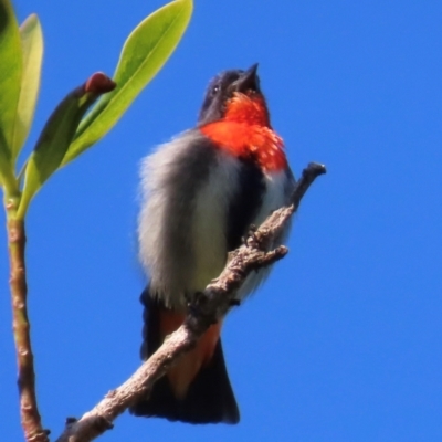 Dicaeum hirundinaceum (Mistletoebird) at South Mission Beach, QLD - 13 Aug 2024 by lbradley