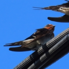 Hirundo neoxena (Welcome Swallow) at South Mission Beach, QLD - 14 Aug 2024 by lbradley