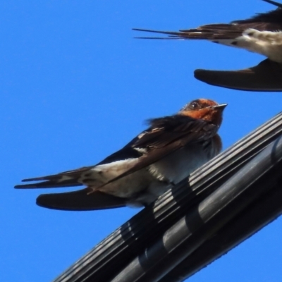 Hirundo neoxena (Welcome Swallow) at South Mission Beach, QLD - 13 Aug 2024 by lbradley