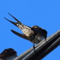 Hirundo neoxena at South Mission Beach, QLD - 14 Aug 2024