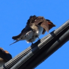 Hirundo neoxena at South Mission Beach, QLD - 14 Aug 2024