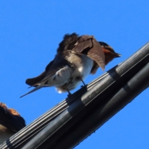 Hirundo neoxena at South Mission Beach, QLD - 14 Aug 2024