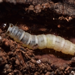 Lepidoptera unclassified IMMATURE at Karabar, NSW - 2 Aug 2024