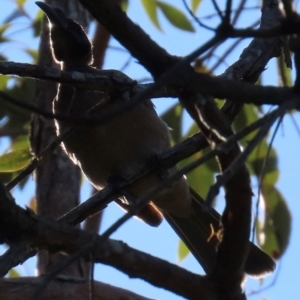 Philemon buceroides at South Mission Beach, QLD - 14 Aug 2024