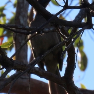 Philemon buceroides at South Mission Beach, QLD - 14 Aug 2024