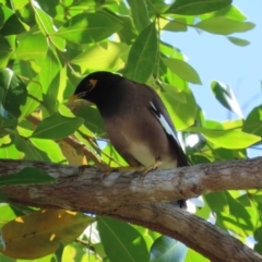 Acridotheres tristis (Common Myna) at South Mission Beach, QLD - 13 Aug 2024 by lbradley