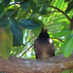 Acridotheres tristis at South Mission Beach, QLD - 14 Aug 2024 09:43 AM