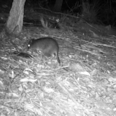 Potorous tridactylus (Long-nosed Potoroo) at Pappinbarra, NSW - 18 Aug 2021 by jonvanbeest