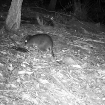 Potorous tridactylus (Long-nosed Potoroo) at Pappinbarra, NSW - 18 Aug 2021 by jonvanbeest