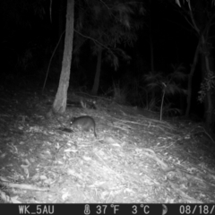 Potorous tridactylus at Pappinbarra, NSW - 18 Aug 2021 04:18 AM