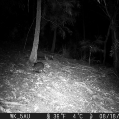 Potorous tridactylus at Pappinbarra, NSW - 18 Aug 2021 04:18 AM