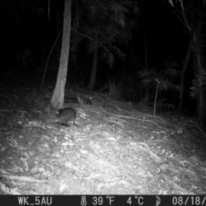 Potorous tridactylus at Pappinbarra, NSW - 18 Aug 2021 04:18 AM