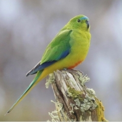 Neophema chrysogaster (Orange-bellied Parrot) at Southwest, TAS - 5 Sep 2018 by MichaelBedingfield