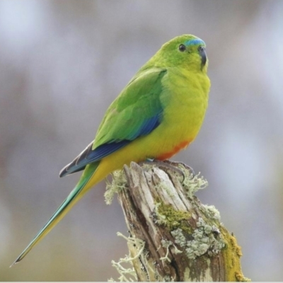 Neophema chrysogaster (Orange-bellied Parrot) at Southwest, TAS - 5 Sep 2018 by MichaelBedingfield