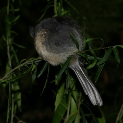 Rhipidura albiscapa (Grey Fantail) at Freshwater Creek, VIC - 9 Apr 2022 by WendyEM