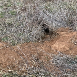 Oryctolagus cuniculus at Watson, ACT - 12 Aug 2024